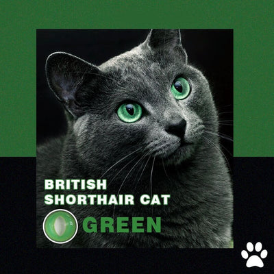 TTDeye British Shorthair Cat Green | 1 Year